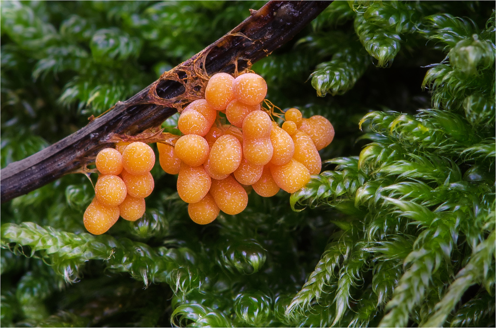 Schleimpilz (Badhamia utricularis)