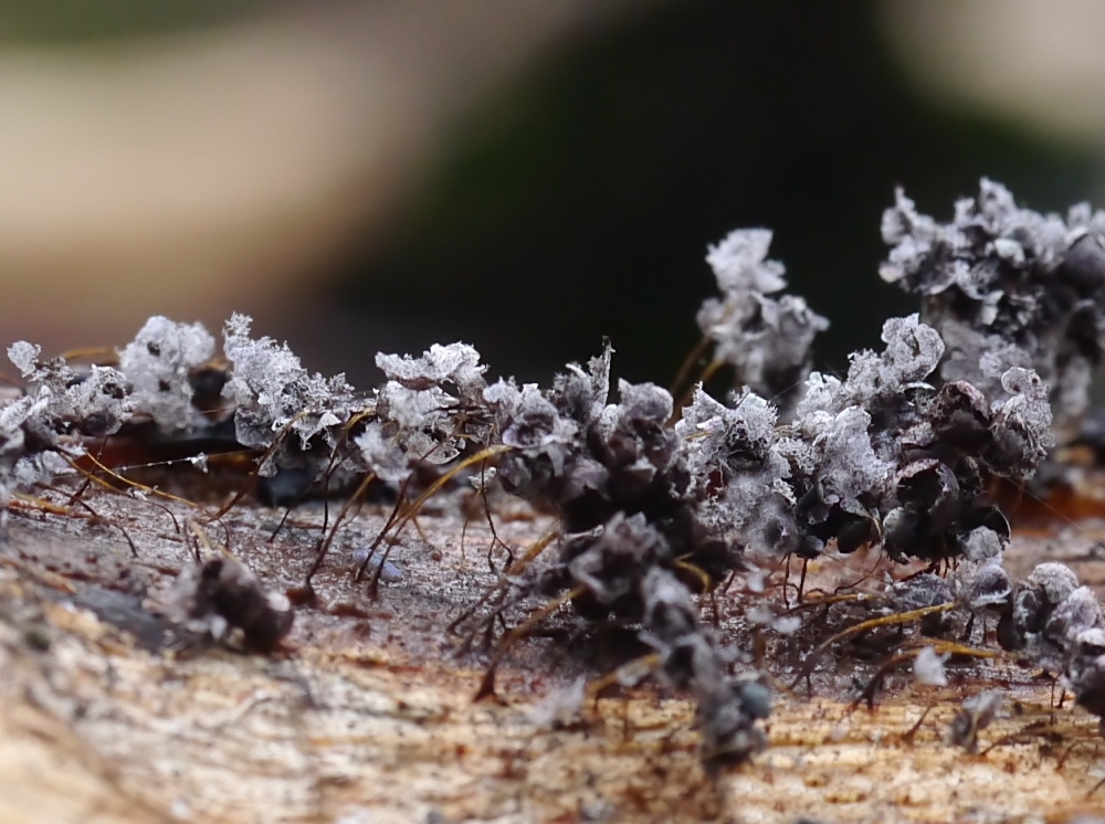 Schleimpilz Badhamia Utricularis - geplatzt