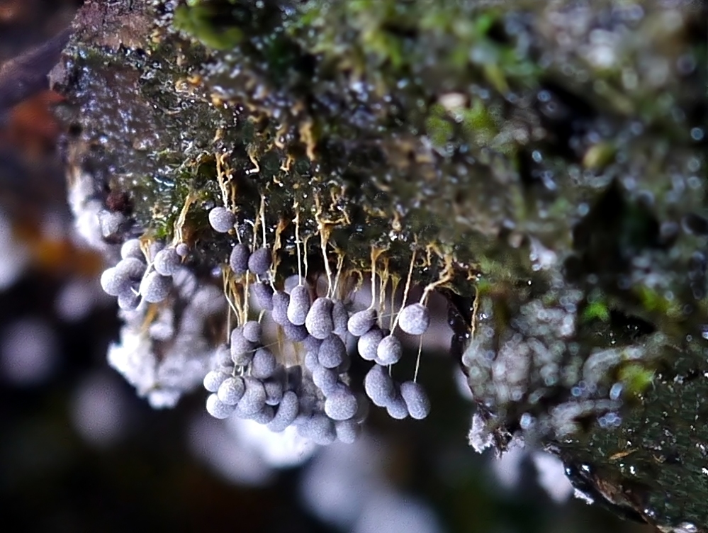 Schleimpilz Badhamia Utricularis in blau