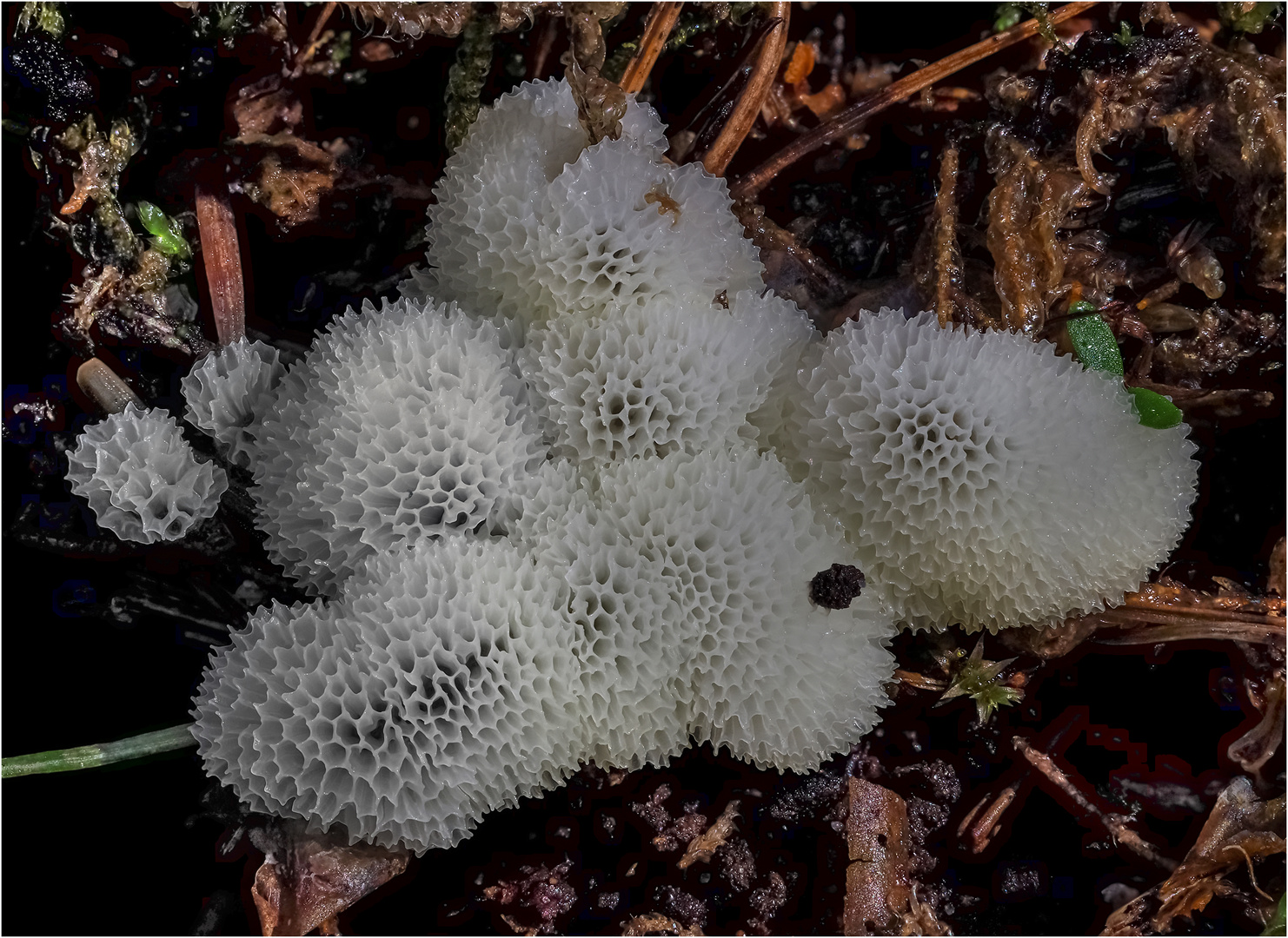 Schleimpilz / Ceratiomyxa fruticulosa 