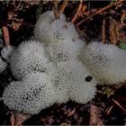 Schleimpilz / Ceratiomyxa fruticulosa 