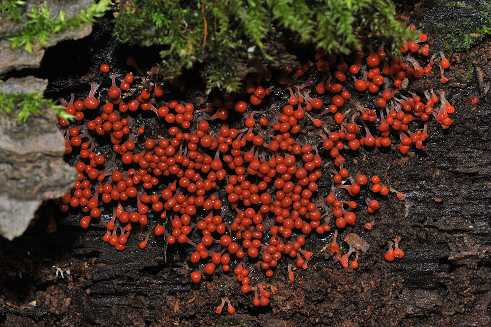 Schleimpilz: Elegantes Rot im Wald