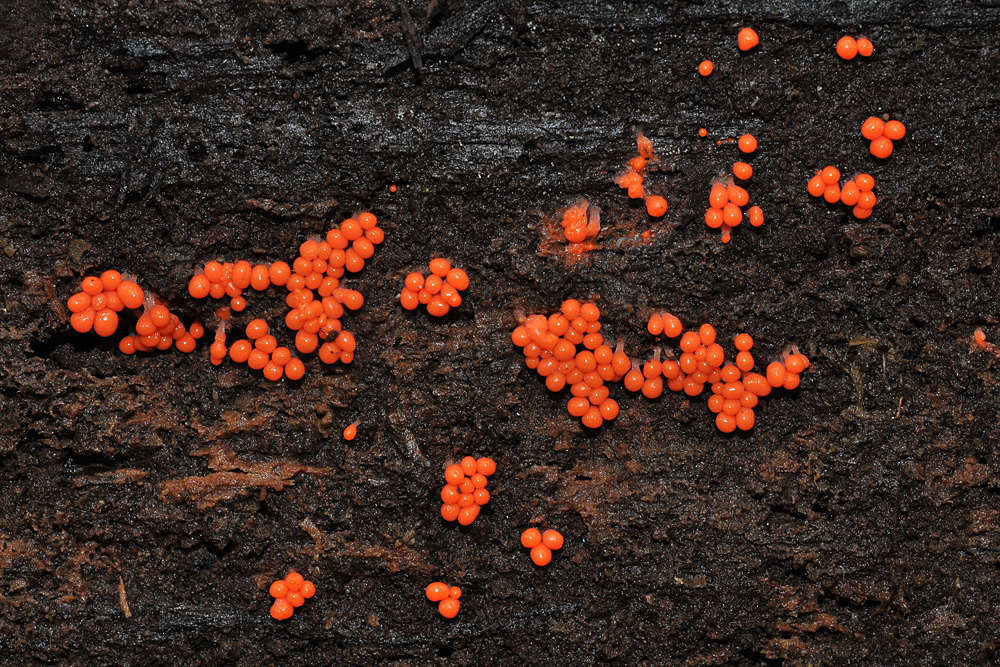 Schleimpilz: Knalliges Orange im Wald