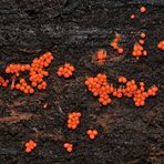 Schleimpilz: Knalliges Orange im Wald