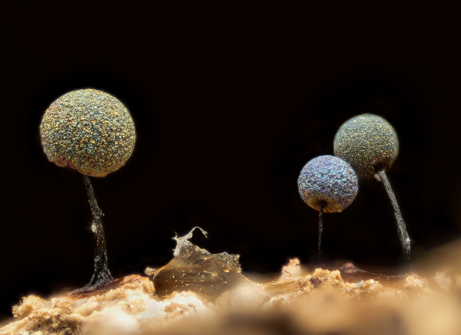 Schleimpilz (Lamproderma violaceum) am Ende der Entwicklung