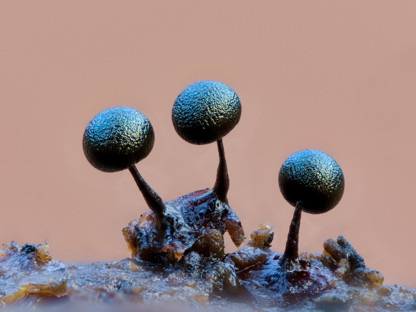 Schleimpilz (Lamproderma violaceum) Weiterentwicklung