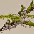 Schleimpilz Physarum nutans auf Moos