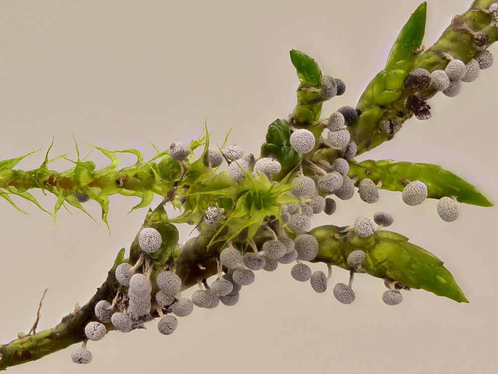 Schleimpilz Physarum nutans auf Moos