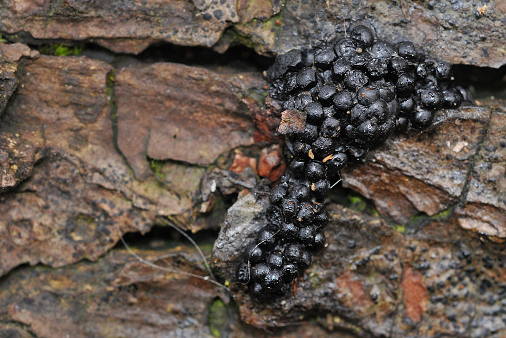 Schleimpilz? Pilz? Oder was bedeutet die „Brombeere“? 02