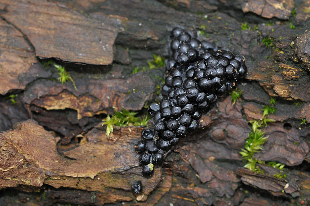 Schleimpilz? Pilz? Oder was bedeutet die „Brombeere“? 03