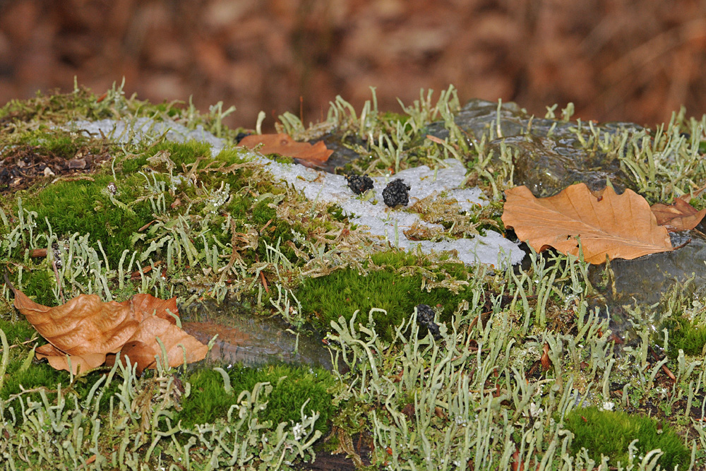 Schleimpilz? Pilz? Oder was ist das? 01