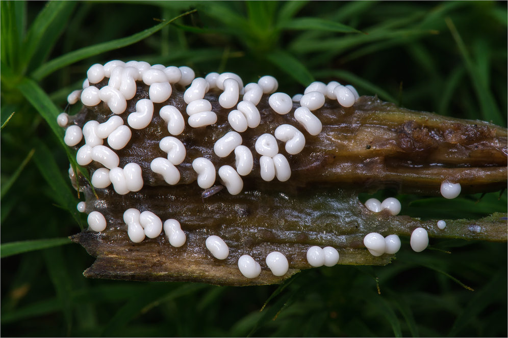 Schleimpilz  "Trichia Varia"