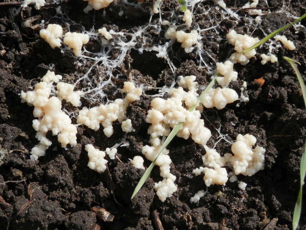 Schleimpilz-"Überfall" im frischen Gartenbeet