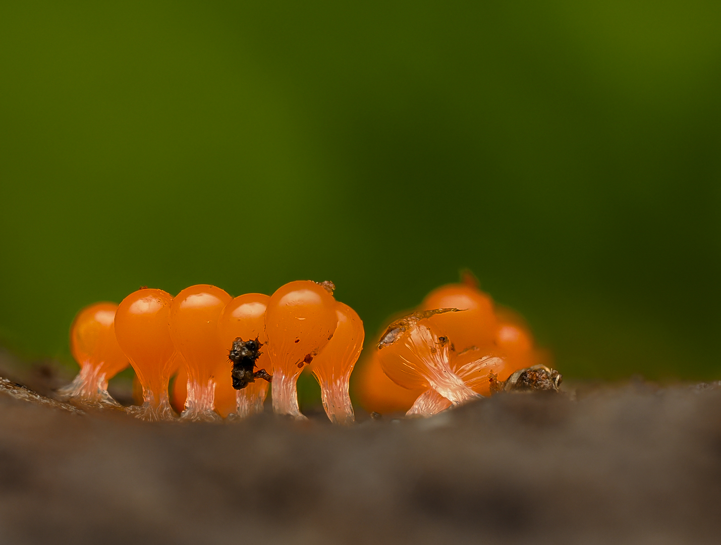 Schleimpilze 1-2 mm groß