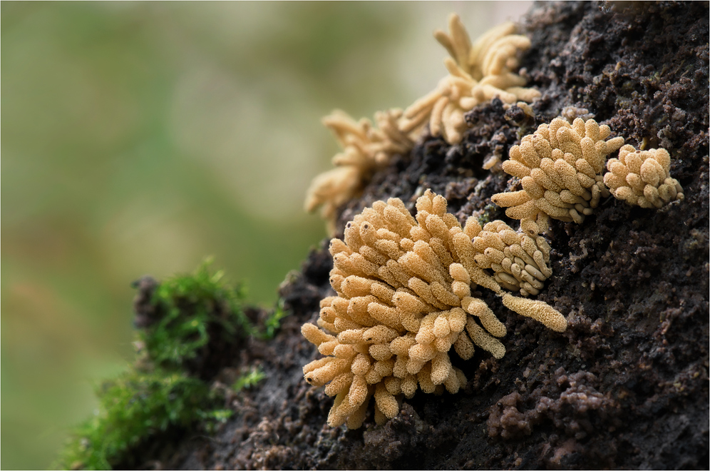 Schleimpilze (Arcyria obvelata)