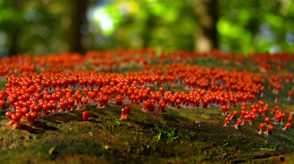 Schleimpilze Foto & Bild natur, pilze, schleimpilze