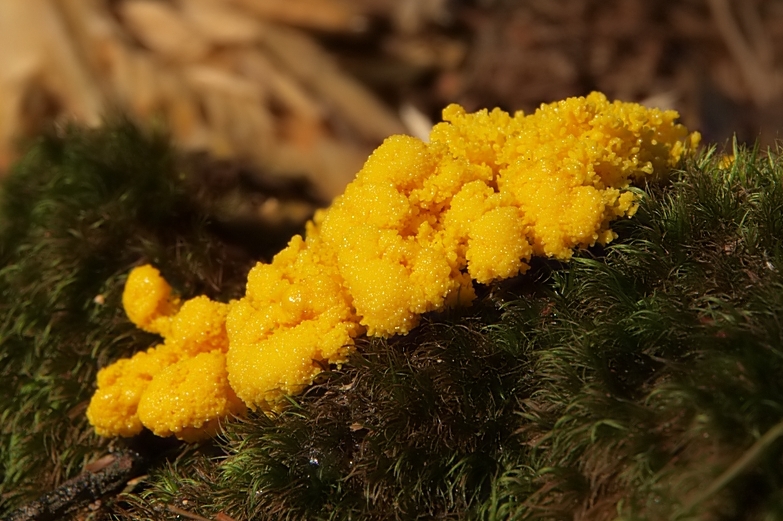 Schleimpilze III Foto & Bild pilze , natur Bilder auf