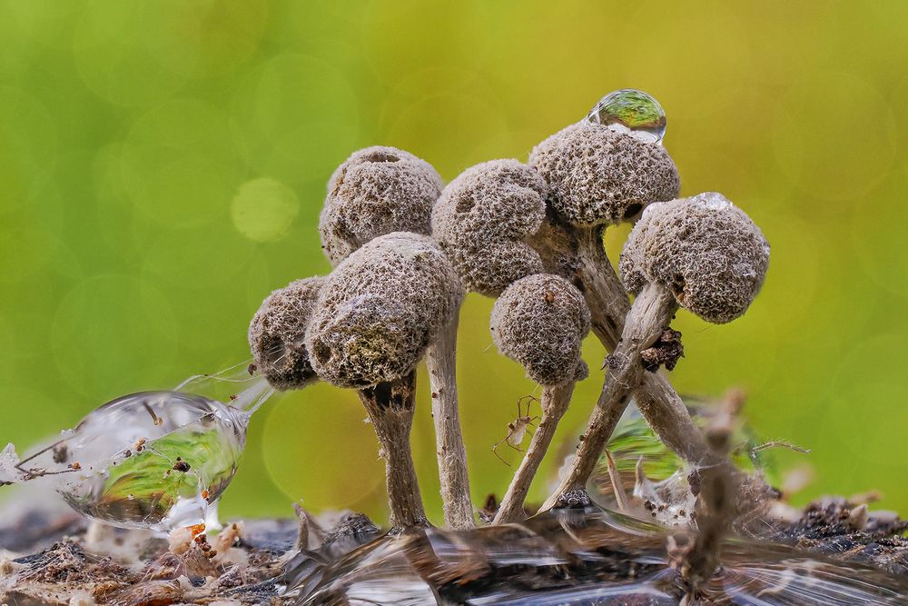 Schleimpilze im feuchten Wald