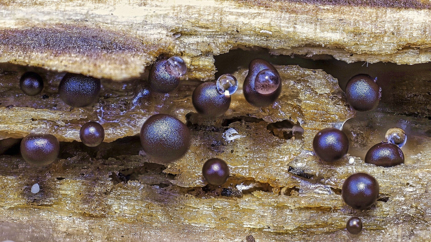 Schleimpilze Lycogala epidendron (Blutmilchpilz) mit Tropfen auf morschem Holz