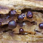Schleimpilze Lycogala epidendron (Blutmilchpilz) mit Tropfen auf morschem Holz