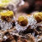 Schleimpilze (Trichia sp.) mit Eiskristallen