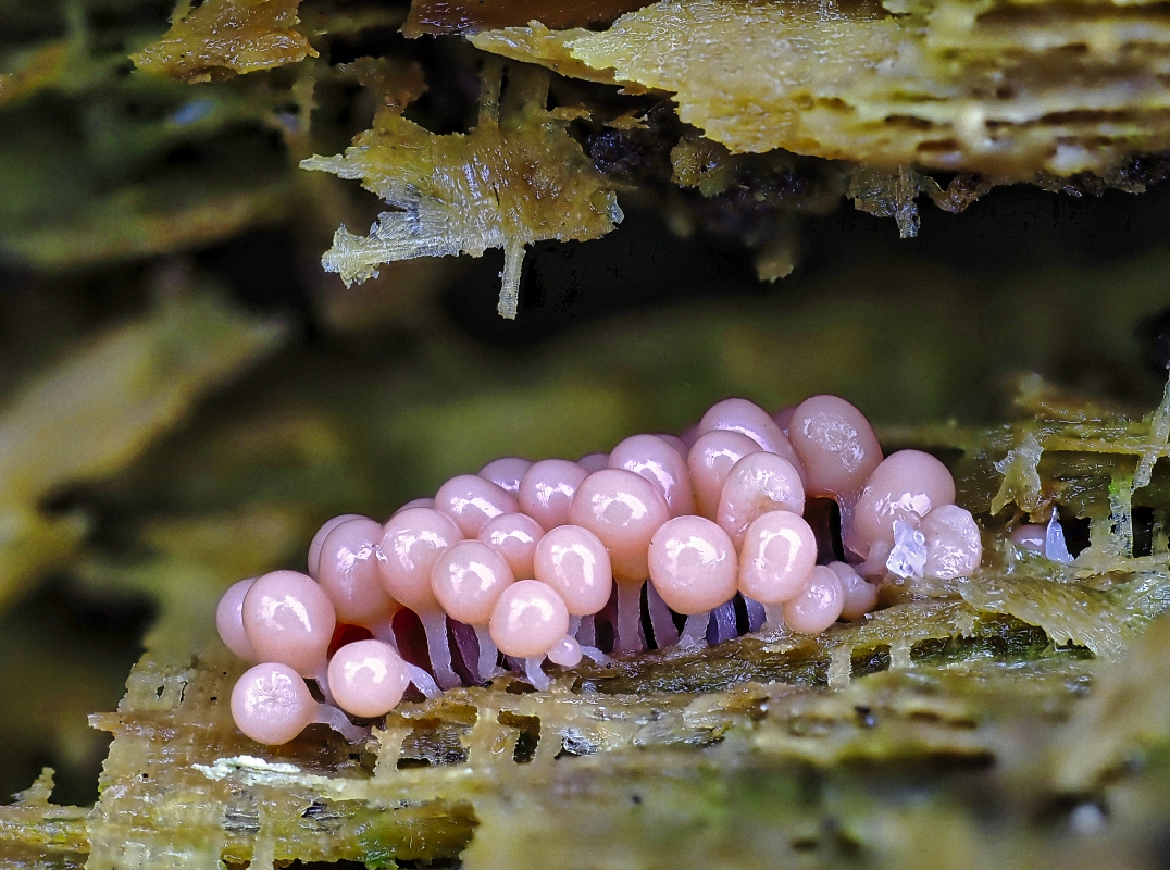 Schleimpilze_ Trichiadecipiens auf morschem Holz