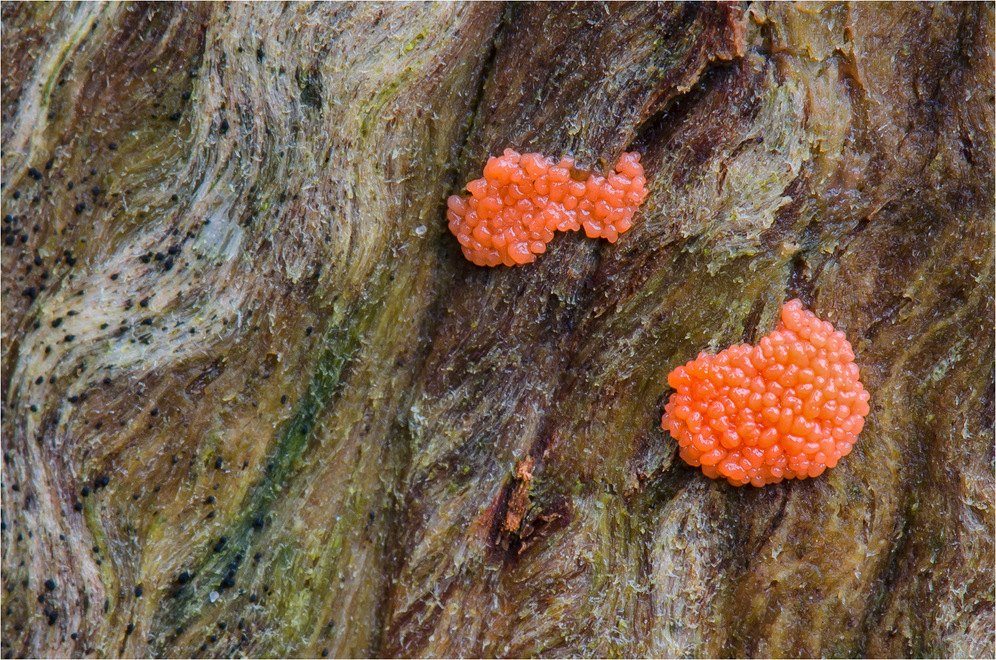 Schleimpilze (Tubifera ferruginosa)