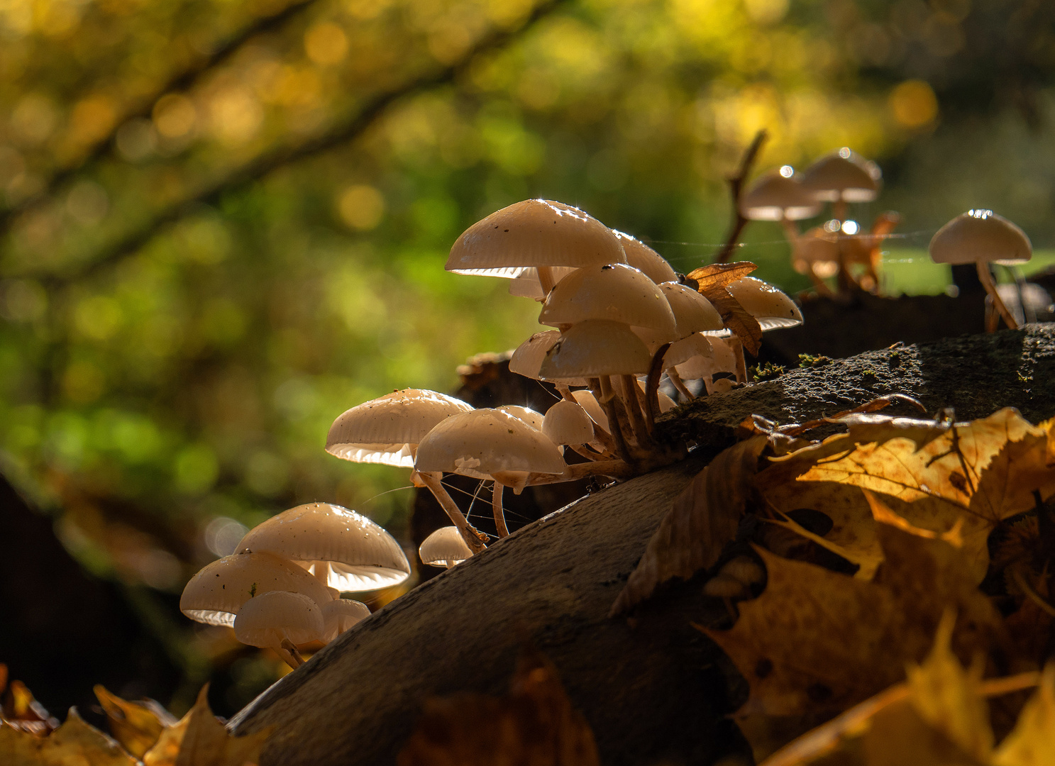 Schleimrüblinge am Bach