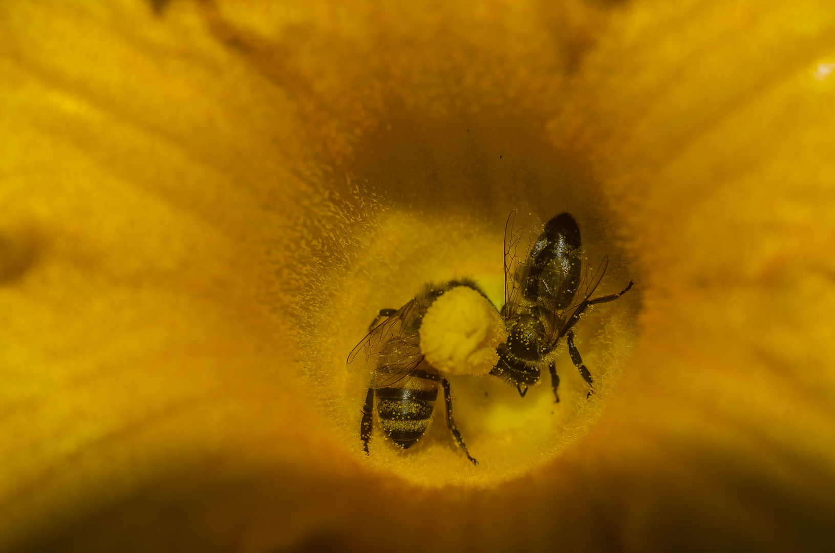 Schlemmen in der Kürbisblüte