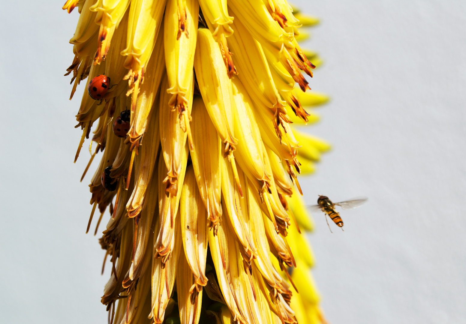 Schlemmen was die Blüte der Aloe hergibt