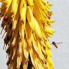 Schlemmen was die Blüte der Aloe hergibt