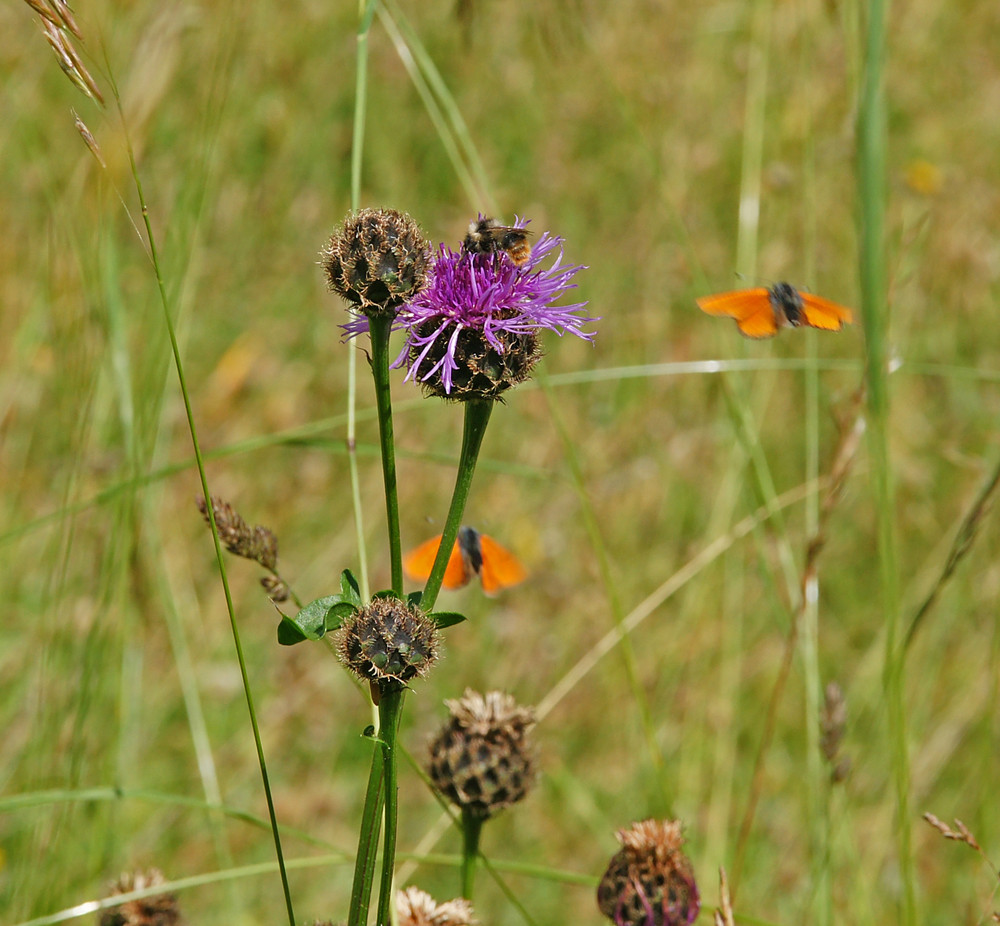 schlemmerparadies blume