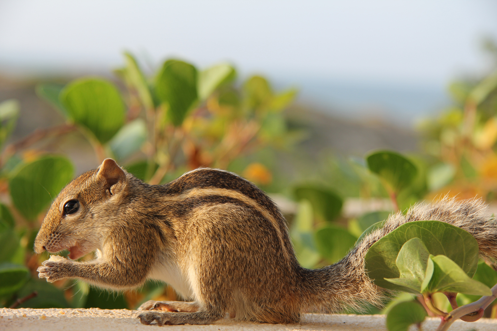 Schlemmhörnchen