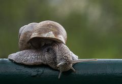 Schlemmig geht es nicht nur im Garten zu......