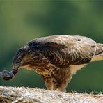 "Schlenkermaus"  Buteo buteo beim Frühstück