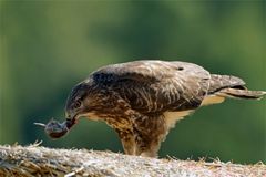 "Schlenkermaus"  Buteo buteo beim Frühstück