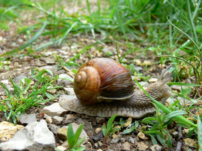 schlepp Du mal Dein Haus mit Dir rum