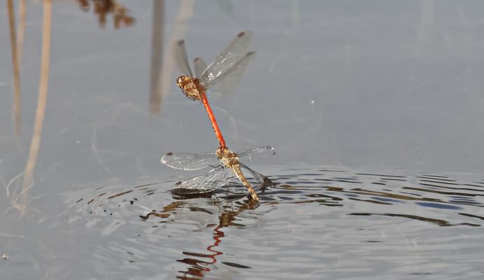 "Schlepper"  + 3 Bilder