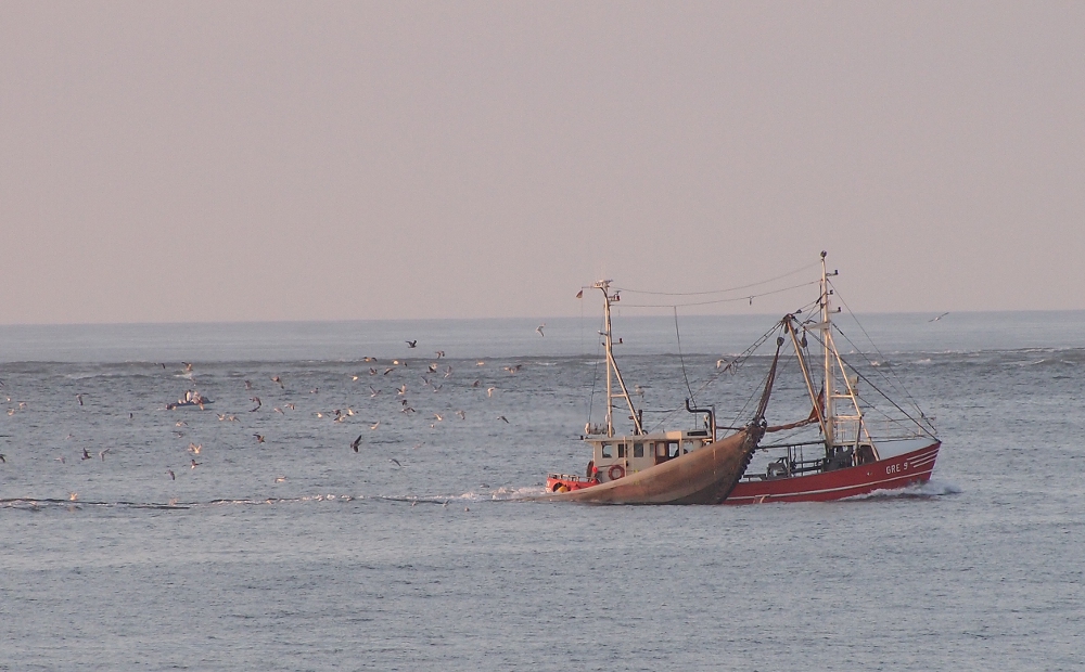 Schleppnetz vor Norderney1