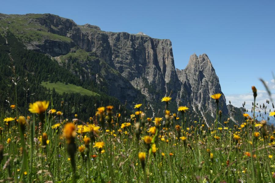 Schlern mit Santner- und Euringerspitze aus einer anderen Perspektive