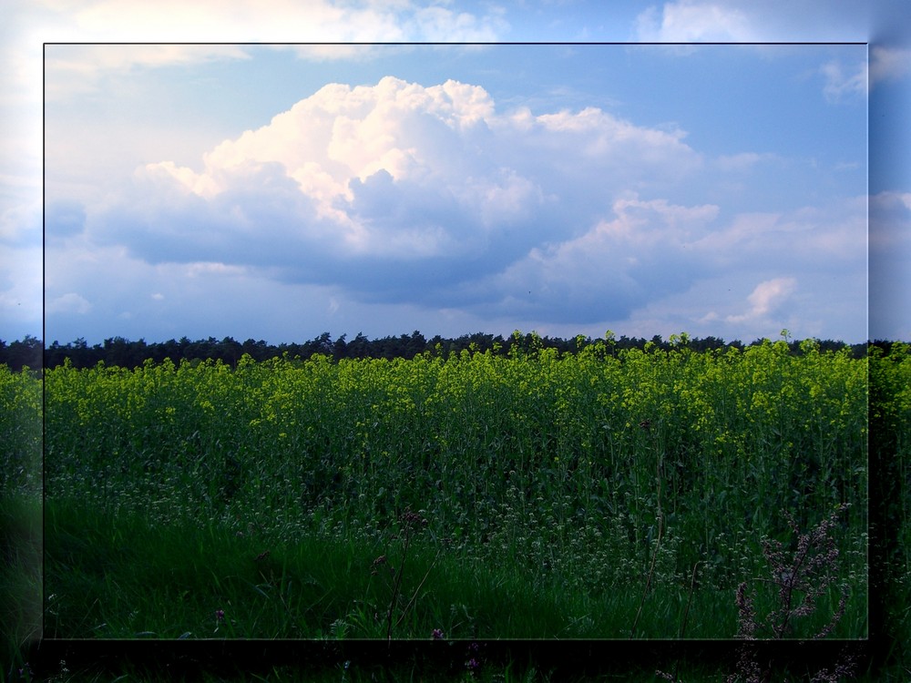 Schlesische Landschaft mit Raps