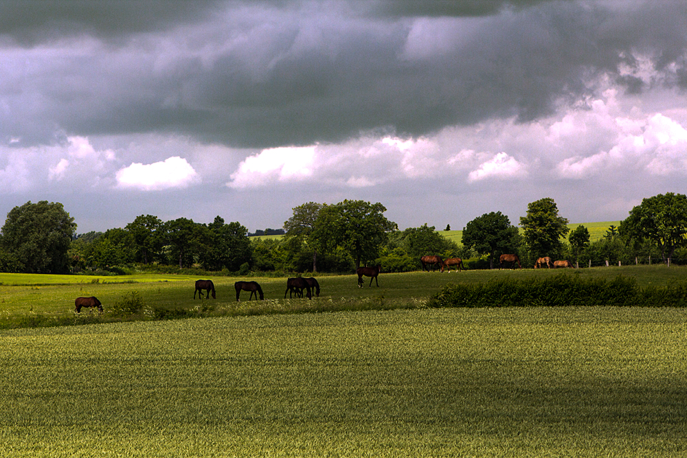 Schleswig-Holstein I