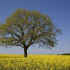 Schleswig-Holstein ist eine Reise wert