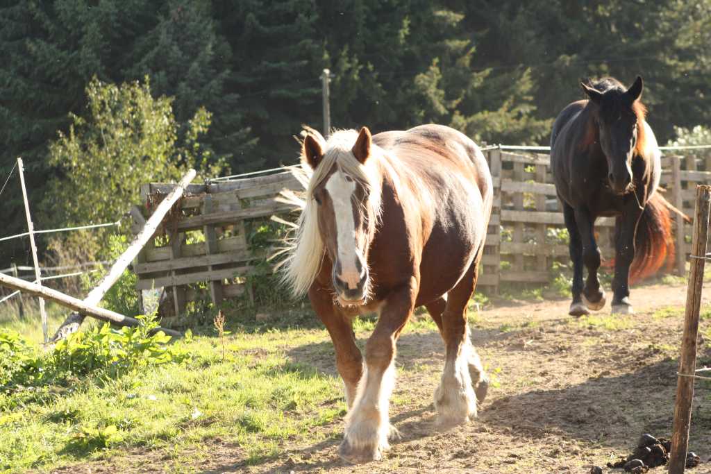 Schleswiger Kaltblut und Noriker