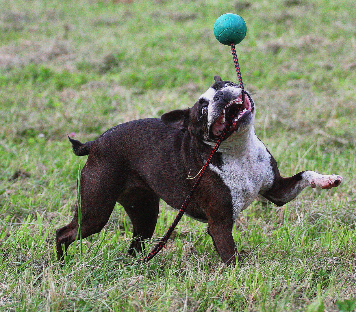 Schleuderball