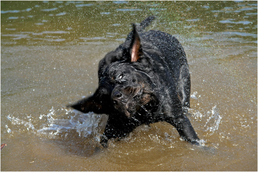 schleudergang