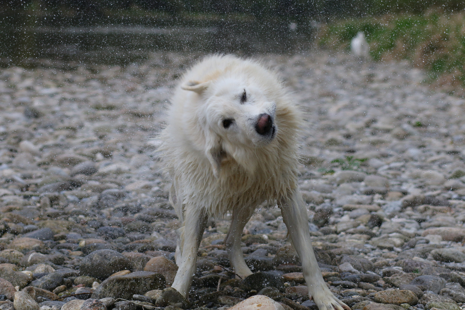 Schleudergang