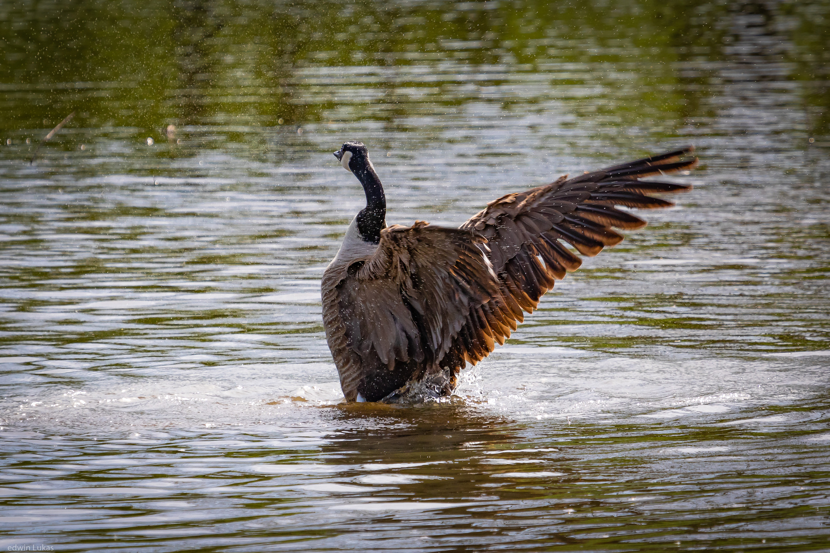 Schleudergang