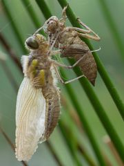 Schli- Schla-Schlupf ! einer Libelle