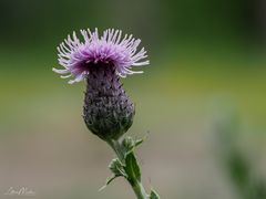 Schlicht -  einfache Diestelblüte